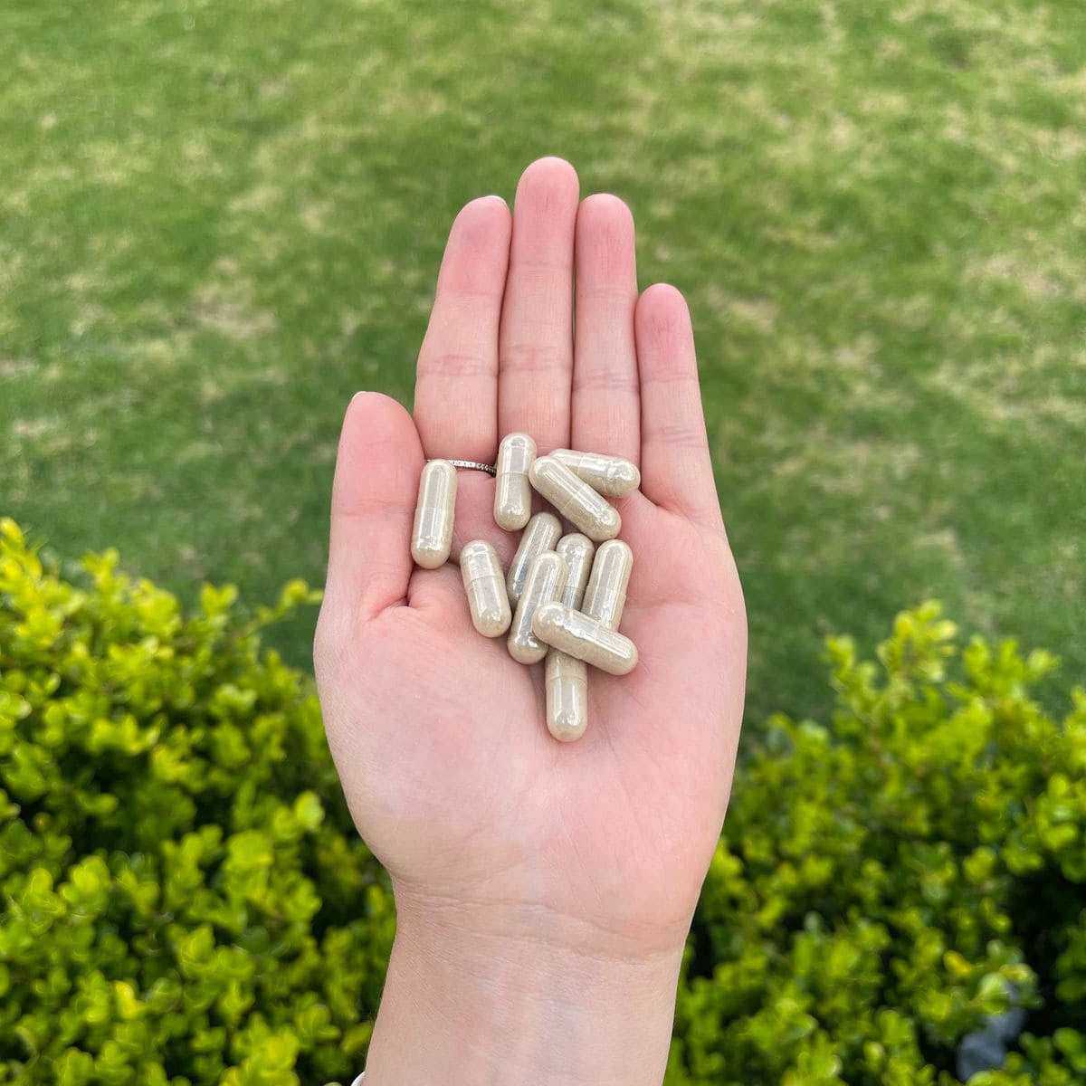 Ashwagandha - 120 Cápsulas - 500mg