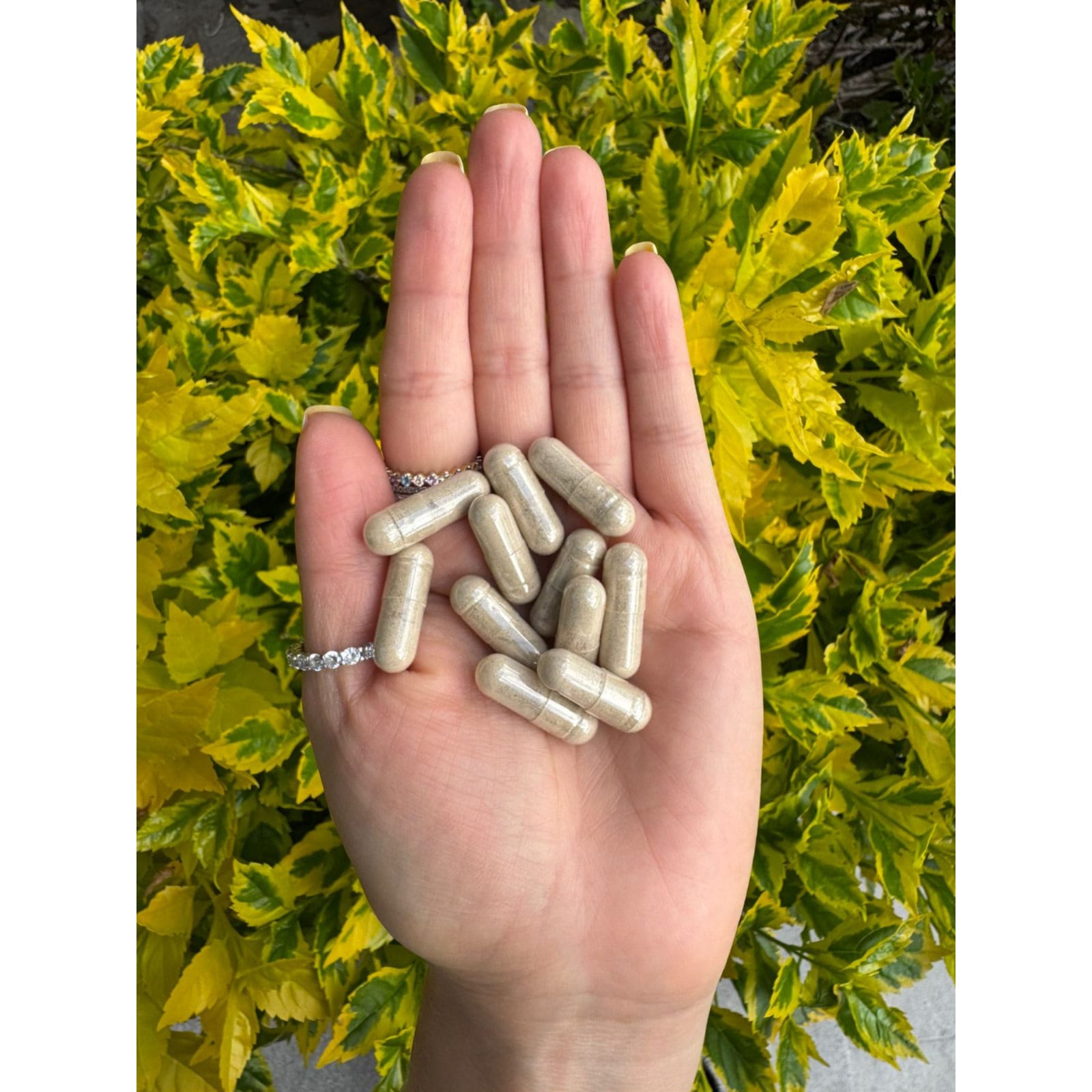 Hongo Melena de León potenciado con 9 ingredientes - 150 Cápsulas